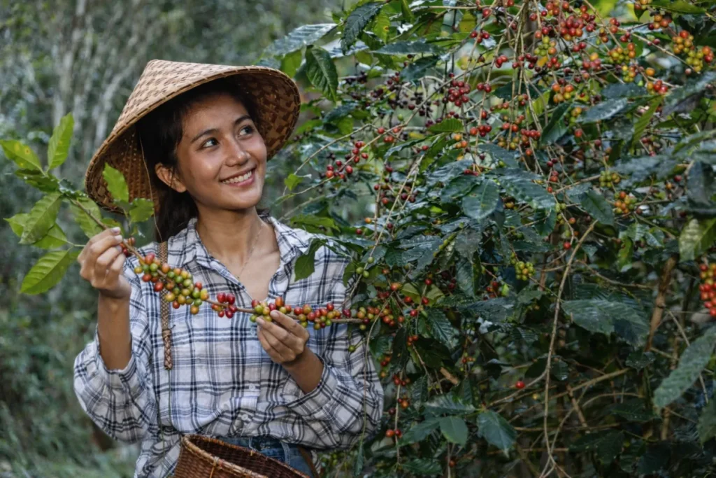 Exploring the Diversity of Indonesian Coffee Origins